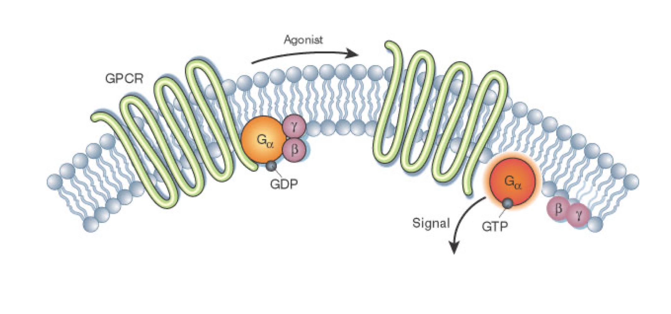 <p>– Elle se dissocie en Gα-GTP et en complexe βγ, tous deux capables d’activer des transducteurs de signal</p>