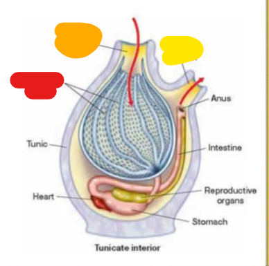 <p>What is the yellow?</p>