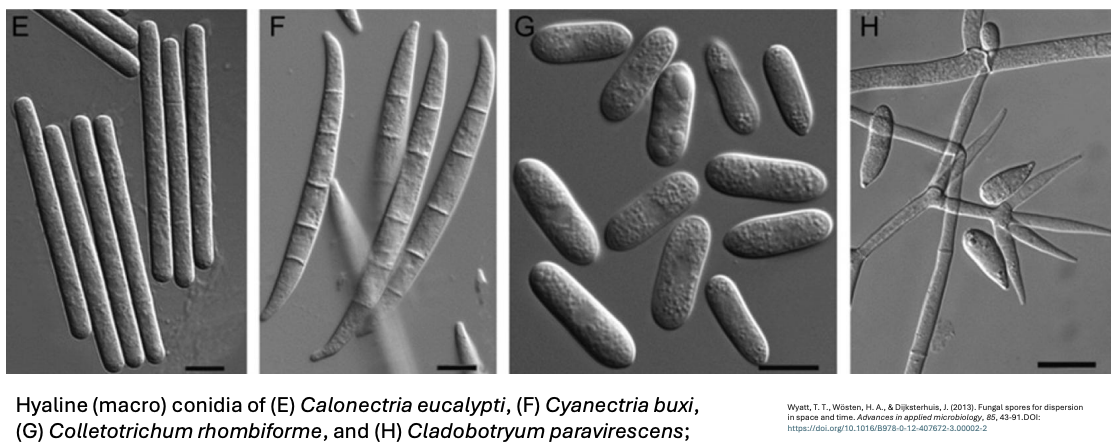 <p><strong>Glass asexual macroconidia</strong> <em>(not actual glass, just transparent hence glass = hyaline)</em></p>