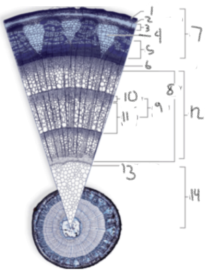 <p>what is 7</p>