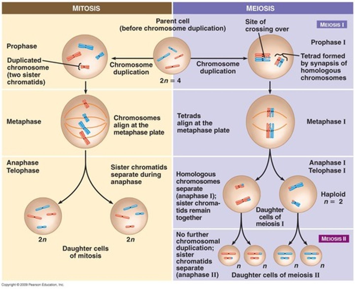 <p>Cell division producing four haploid cells.</p>