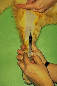 <ul><li><p><span>Medial saphenous veins (inside upper rear legs)</span></p><ul><li><p><span>Good site for collecting blood sample from cats</span></p></li></ul></li><li><p><span>Jugular veins (neck)</span></p><ul><li><p><span>Holder is critical:</span></p><ul><li><p><span>neck position makes this very easy <em>or</em> very hard to do</span></p></li></ul></li></ul></li><li><p><span>Cephalic veins</span></p></li></ul><p></p>