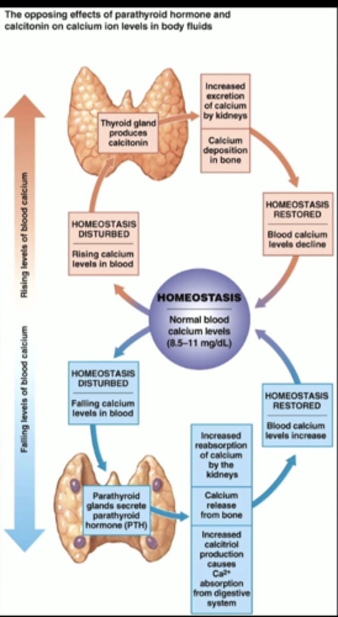 <p>effector sites for ca2+ homeostasis: </p><p>storage vs release </p>
