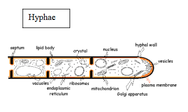 <p>formed by long chains of fungal cells</p><p>make up the mycelium</p>