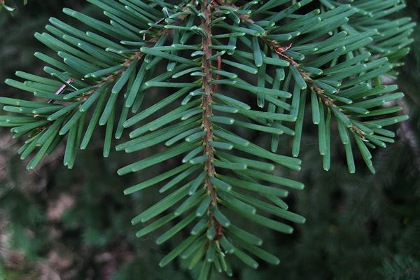 <p>-Ski jumper needles<br>-Citrus scent<br>-Stomatal bands<br>-Upright, green/purple cones</p>