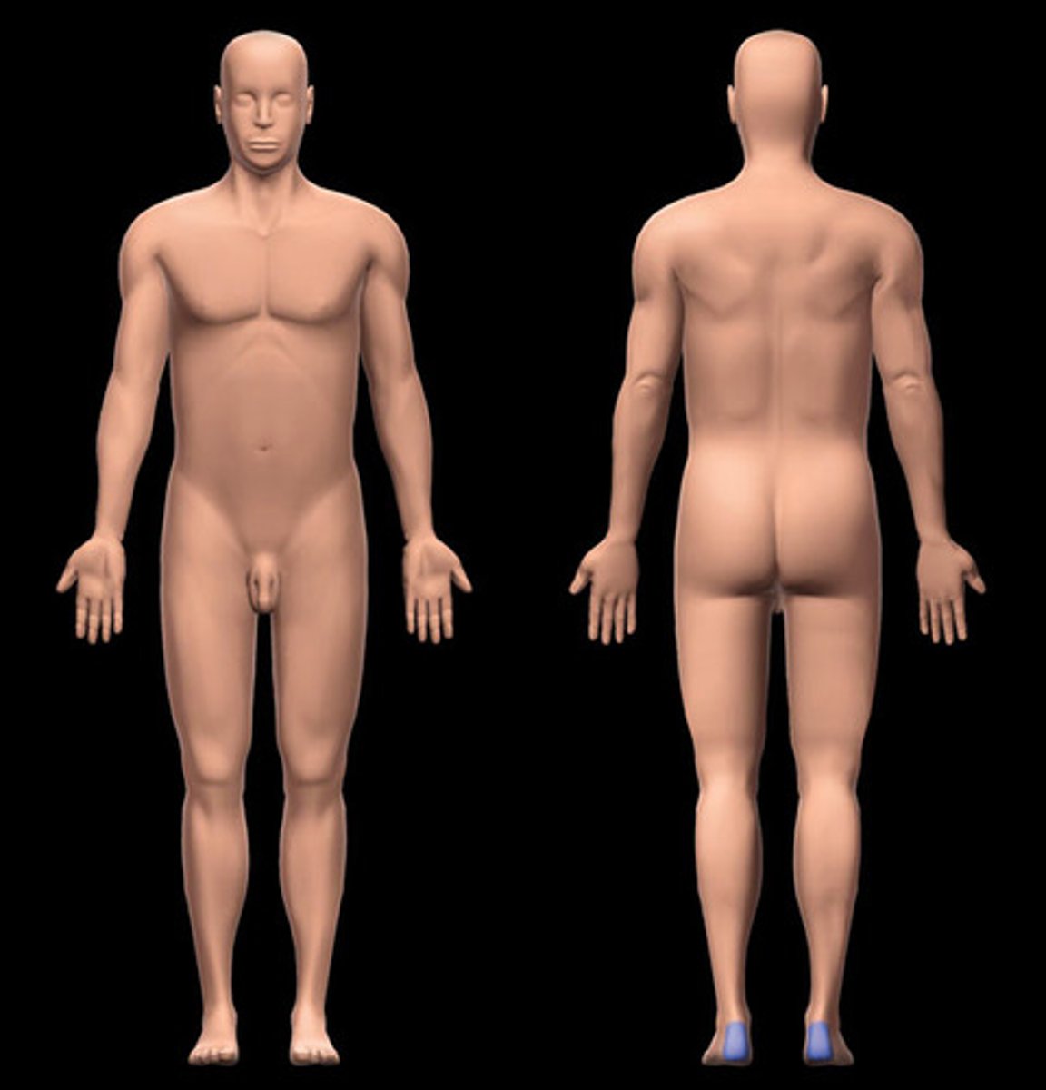 <p>Heel of the foot</p>