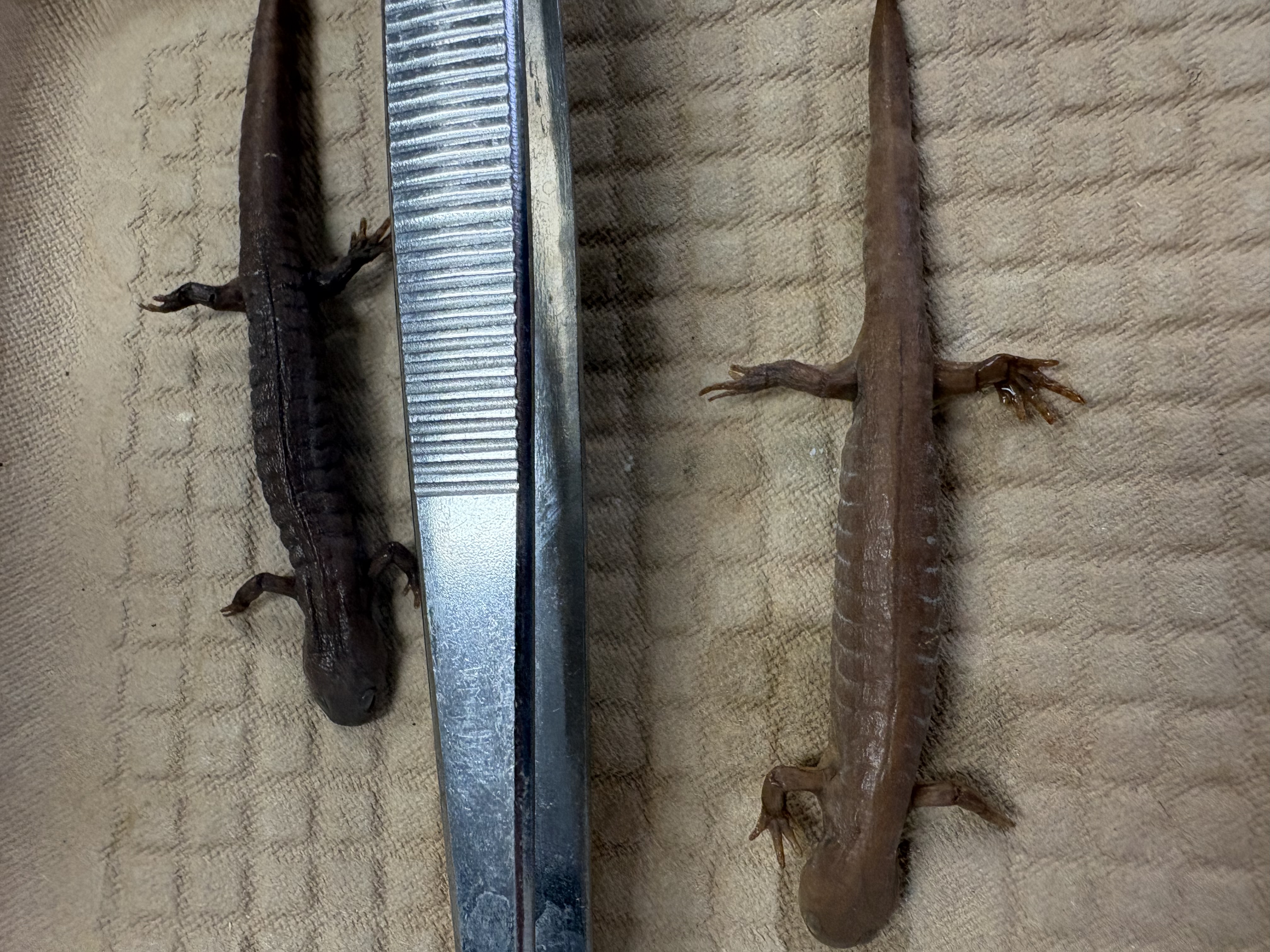 <p>Primarily central ky</p>