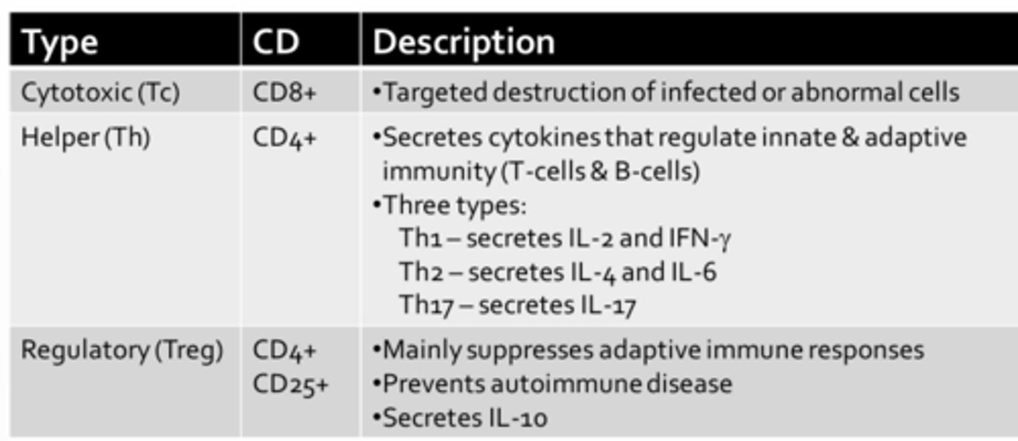 <p>- Cluster of differentiation = CD</p><p>- CD molecules act as co-receptors during immune activations</p>