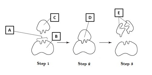 what letter points to the enzyme-substrate complex