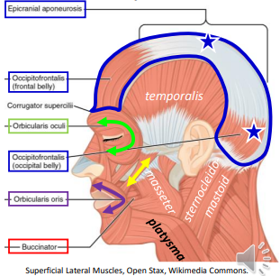 <p>Zygomatic; Temporal; Mandible </p>