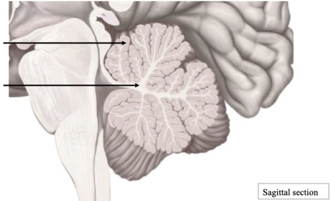 <p>Cerebellum Features</p>