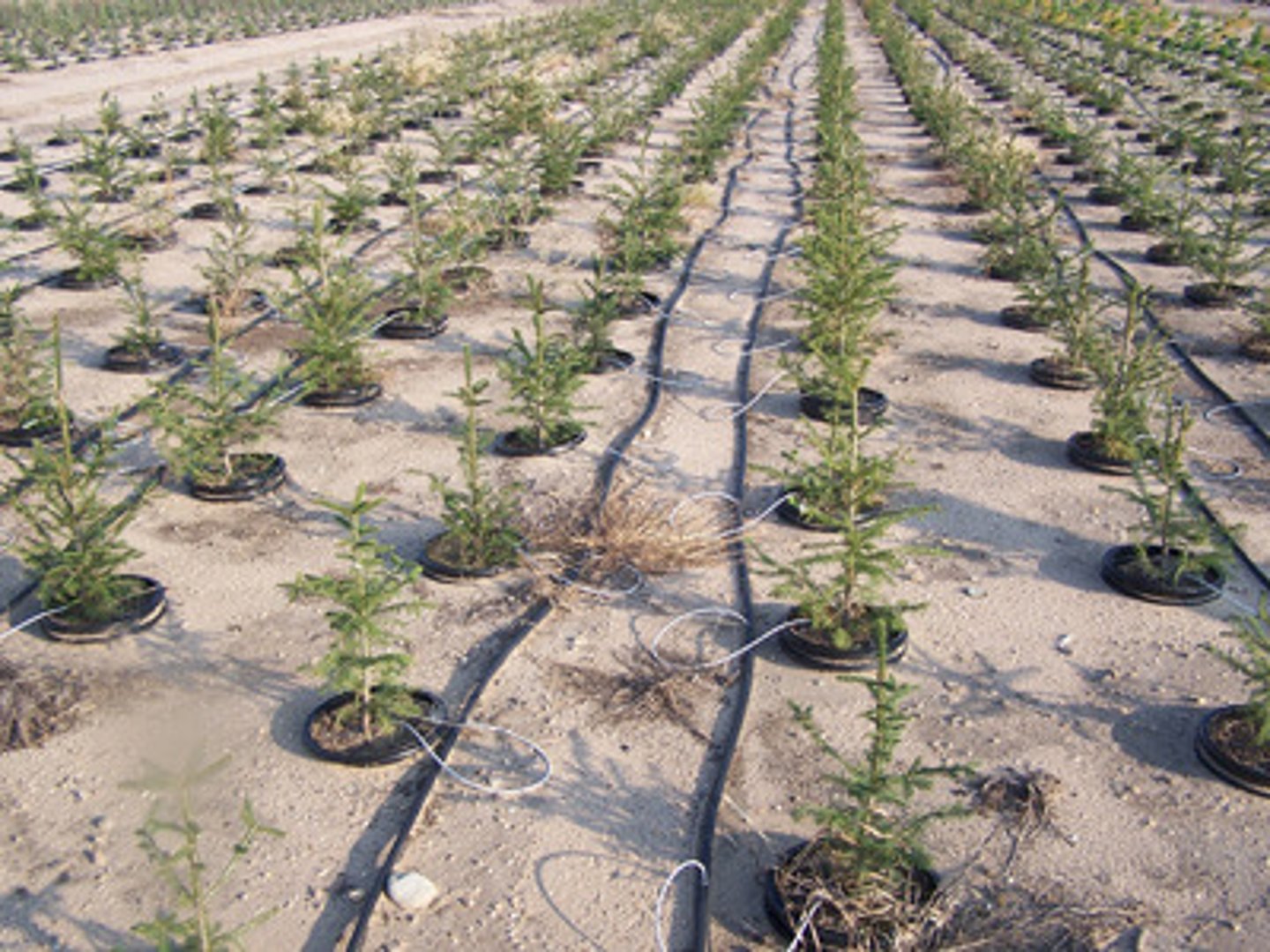 <p>the practice of using small pipes that slowly drip water just above ground to conserve water to use for crops</p>