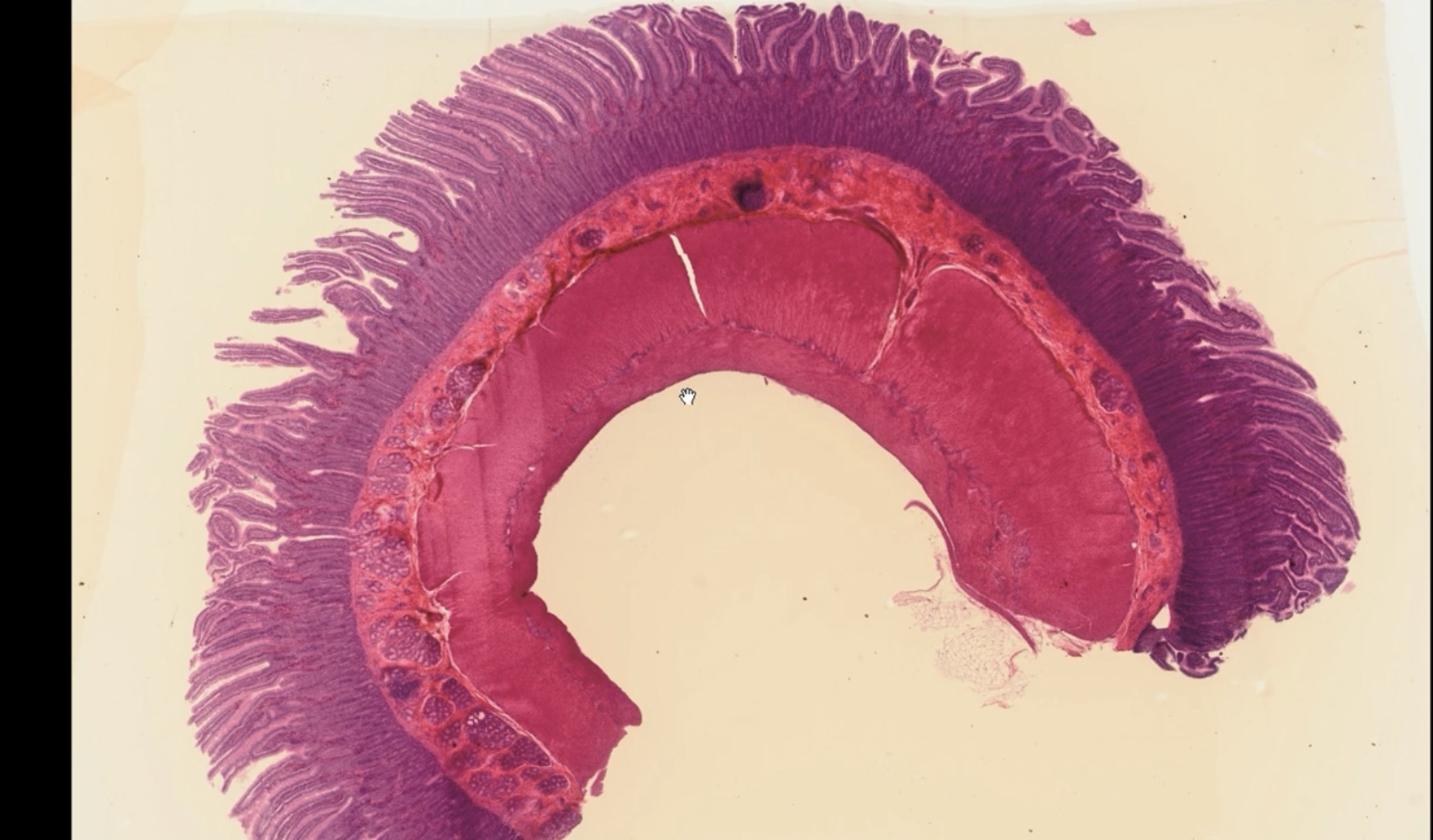 knowt flashcard image