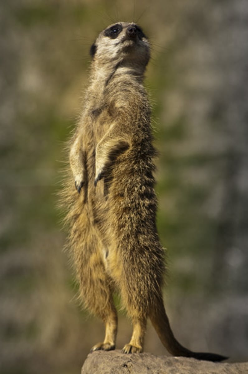 <p>to stand</p>