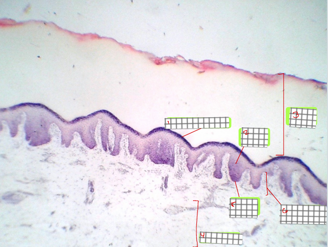 <p>specimen<br>label</p>