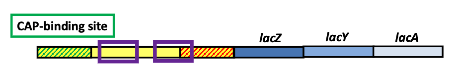 <p><span>Binds upstream of the lac promoter</span></p><p><span>Binds cAMP (a co-activator), produced when glucose is low</span></p>