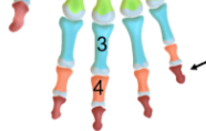 <p>Phalanges (fingers)</p>