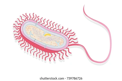 Organelle responsible for locomotion
