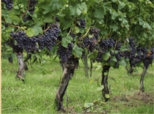 <p>What kind of modification is this?</p>