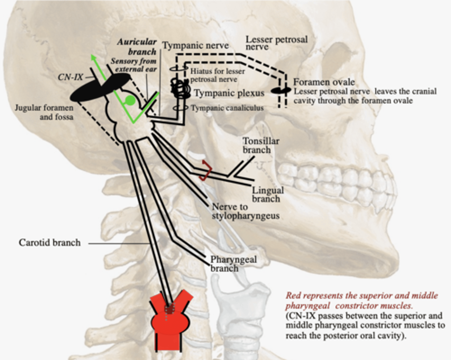 <p>False: CN-IX carries general sensations from the external ear.</p><p>(BRANCHIOMOTOR)</p>