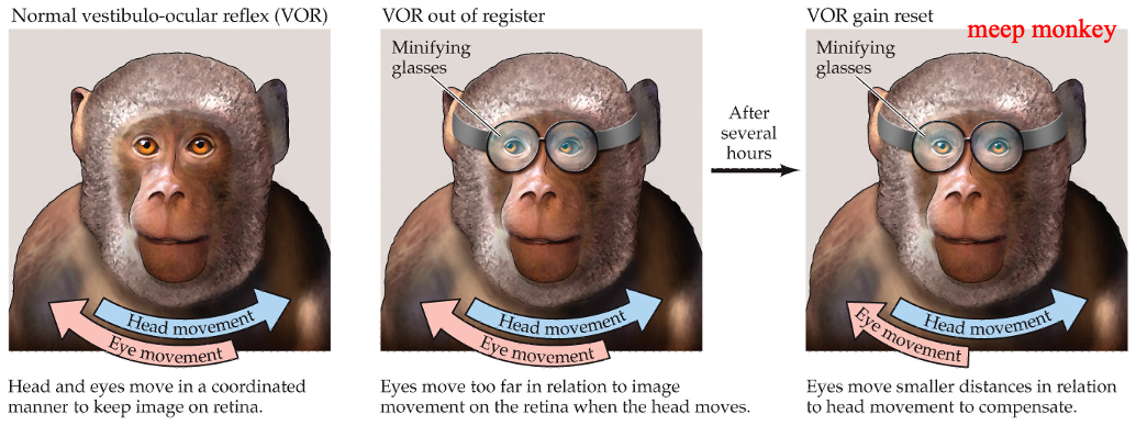 <ul><li><p>when the head turns, the eyes move in the opposite direction to keep a stable image in the retina</p></li><li><p>if there is damage to the cerebellum, VOR can’t adapt to new conditions → cerebellar ataxia</p></li><li><p>minifying glasses:</p><ul><li><p>glasses alter the size of the visual image</p></li><li><p>healthy cerebellum adapts VOR to compensate</p></li><li><p>damaged cerebellum prevents this adaptation</p></li></ul></li></ul><p></p>