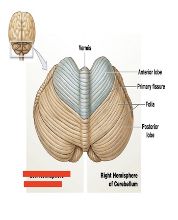 <p>14.6 what is this in the cerebellum? what is its function? </p>