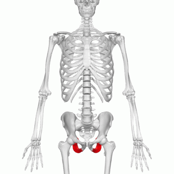 <p>Key Features: Sitting bone</p><p>Memory Trick: I sit</p>