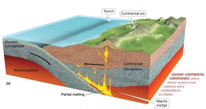 <ul><li><p>Ocean crust subjects beneath a continent</p></li><li><p>Continental volcanic arc forms</p></li></ul><p>ocean crust (denser) subducts beneath continental crust (less dense)</p><p>deep trench forms at collision zone</p><p>volcanoes form on continent above the subductin plate</p><ul><li><p>subduction leads to magma generation</p></li></ul><p></p>