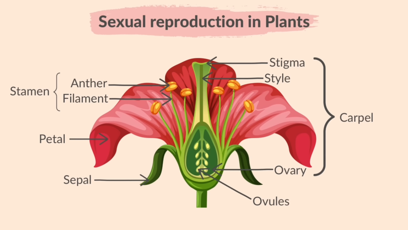 <p>Typically contain both male (stamen) and female (carpel) reproductive parts. Male gametes are in pollen grains and female gametes are in ovum.</p>