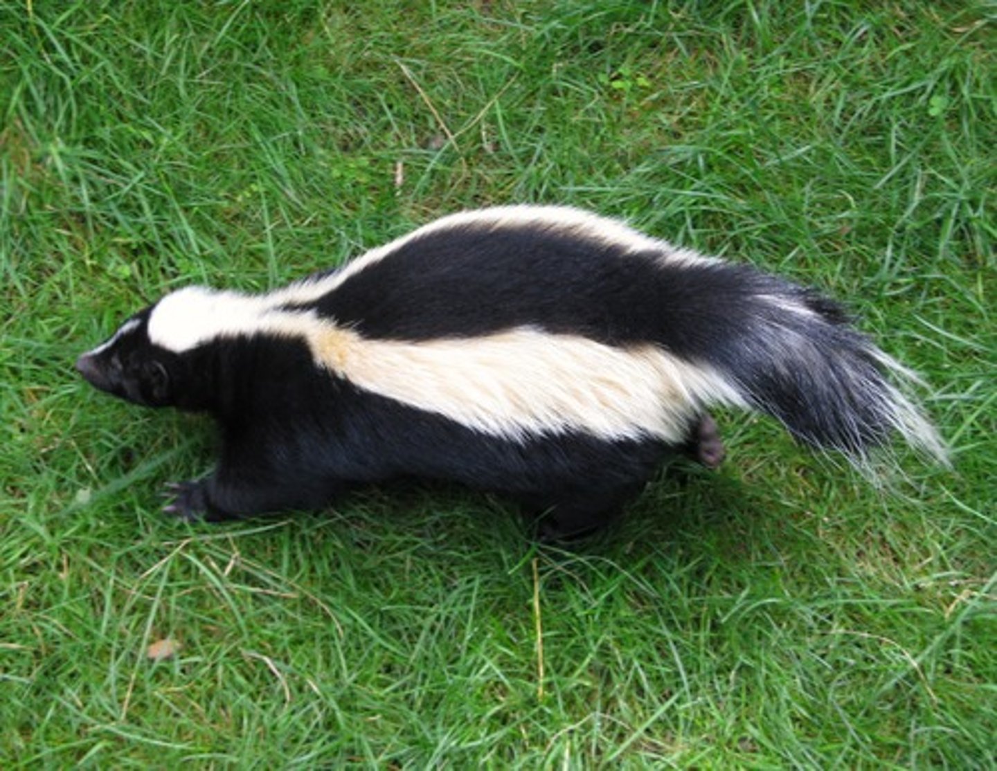 <p>a skunk</p>