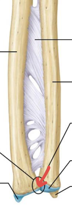 <p>what is this part of the radius?</p>