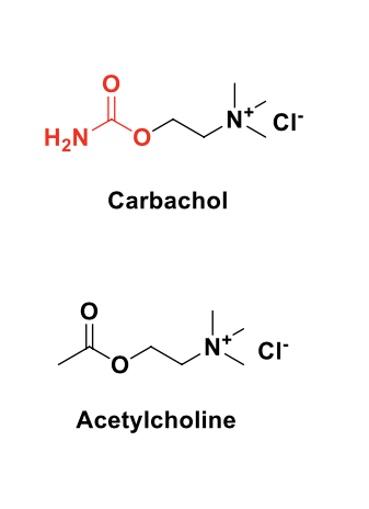 <ul><li><p>carbachol is a <strong>carbamate</strong> of ACH</p></li><li><p><strong>more resistant</strong> towards acid-, base-, or AChE-catalyzed hydrolysis than ACH</p></li><li><p><strong>agonist of both mAChRs and nAChRs (non-selective)</strong></p></li><li><p>used for the <strong>treatment of glaucoma and induction of miosis (constriction) in ocular surgery)</strong></p></li></ul><p></p>