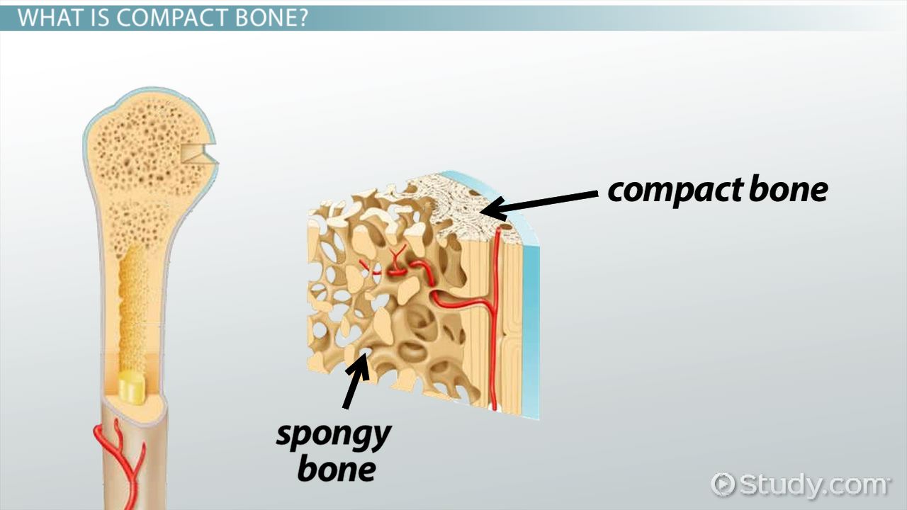 <p>Compact Bone </p>