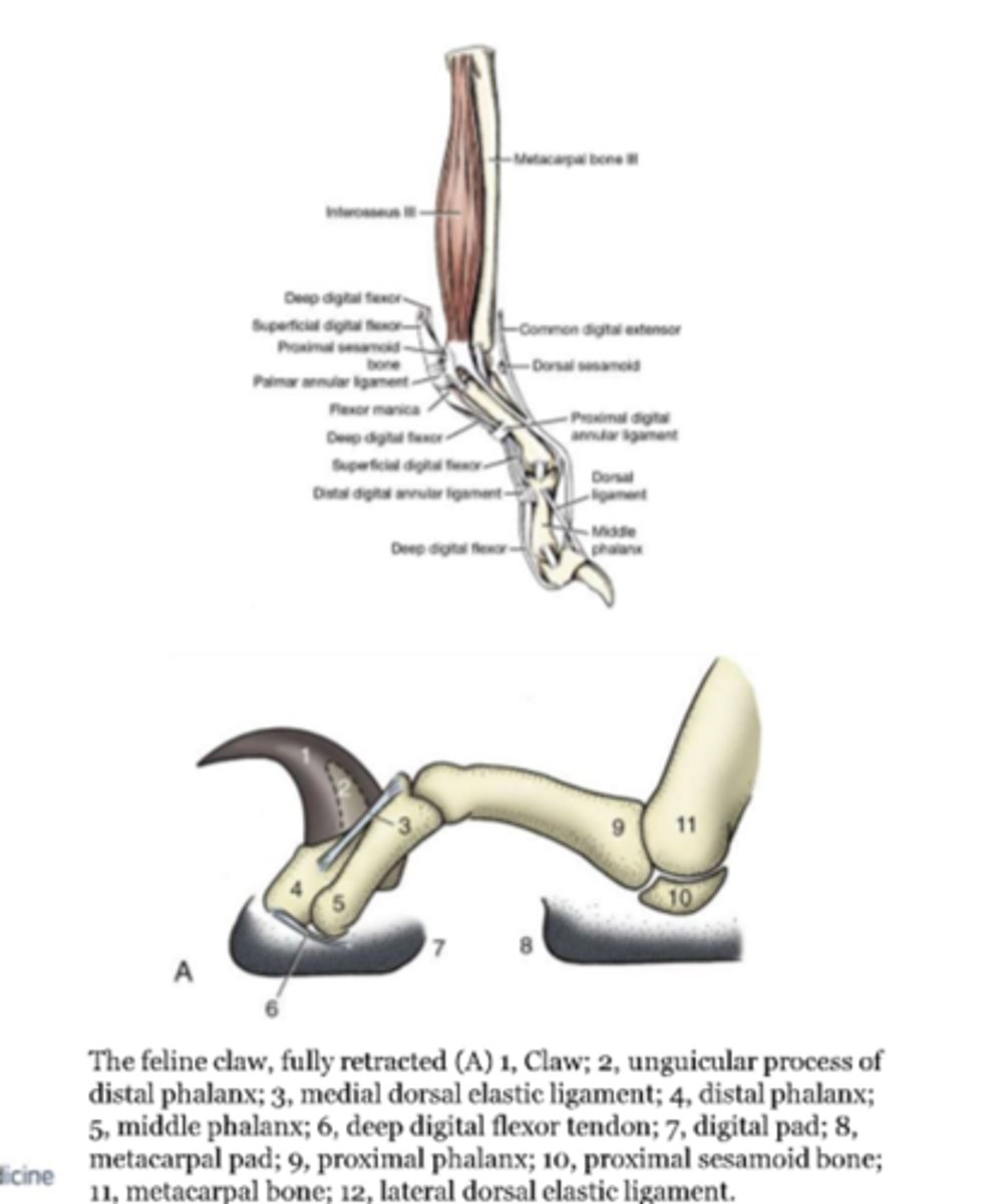<p>dorsal elastic ligaments</p>