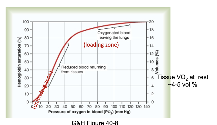 <ul><li><p>The curve is <strong>sigmoidal</strong>, reflecting <strong>cooperative binding</strong> of O₂ to hemoglobin.</p></li><li><p>Shows <strong>loading zone</strong> (lungs) and <strong>unloading zone</strong> (tissues).</p></li><li><p>Demonstrates how changes in PO₂ affect hemoglobin saturation and O₂ delivery.</p></li></ul><div data-type="horizontalRule"><hr></div><p>JW HY: </p><ul><li><p>I want you to notice here, at a partial pressure of 40, We are still…<strong>75% saturated.</strong></p></li><li><p>So what this means is that if we have normal alveolar ventilation of about 5.2 liters per minute, and we have normal cardiac output of about 5 liters per minute.</p></li></ul><p>Always have some in reserve ***</p>