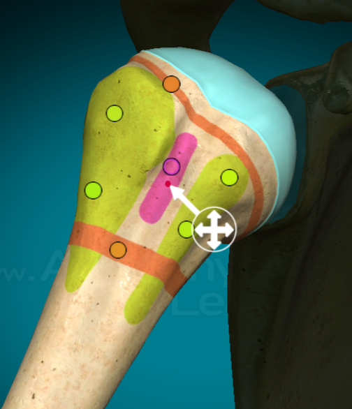 <p>a shallow grove (can be between two tubercles like on the humerous?)</p>
