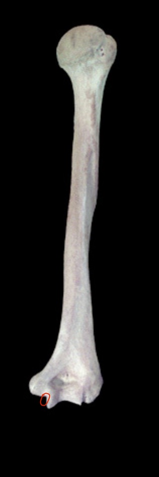<p>What structure is this?</p>