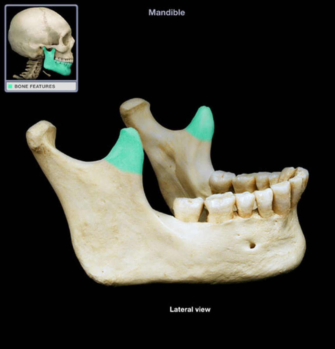 <p>projection</p><p>front two projections of the mandible</p>