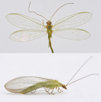 <p><span>Zeer zeldzaam. De soort komt vooral in Midden- en Zuid-Nederland voor. Het is een relatief kleine, groene gaasvlieg met een duidelijke, dunne gele lengtestreep over het borststuk en lichtgroene tot gele strepen aan beide zijden van het achterlijf. De kop is vaak rood, met een donkere wangvlek. De vleugels zijn relatief smal en hebben soms een melkachtige witte waas. De positie van de dwarsader ten opzichte van de intramediane cel op de voorvleugel is kenmerkend; deze dwarsader ontspringt aan of voorbij de punt van deze cel, net zoals bij het goudoogje.</span></p>