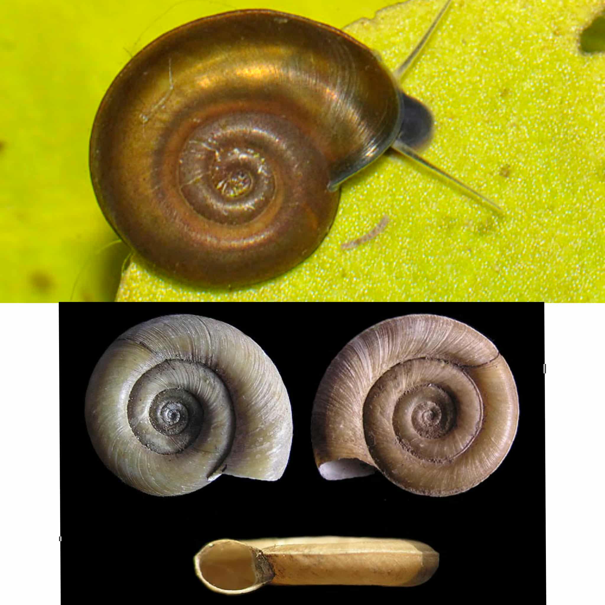 <p>Kmeň: Mollusca (mäkýše)<br>Trieda: Gastropoda (ulitníky)<br>Skupina: Pulmonata (pľúcnatce)</p>