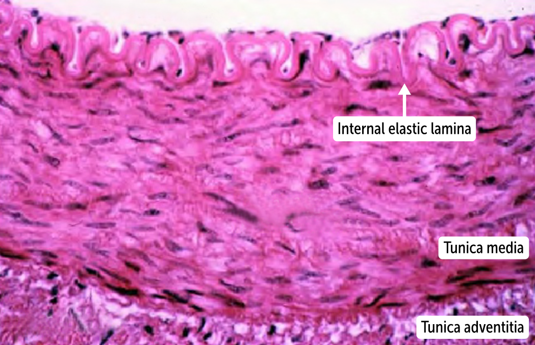 <p>Between the tunica intima and tunica media in arteries and arterioles lies the internal elastic lamina. The external elastic lamina lies between the tunica media and tunica adventitia in larger, muscular arteries. These thin layers of elastic tissue divide the three major layers of the blood vessels from one another</p>