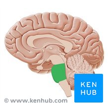 <p>what brain area is this?</p>