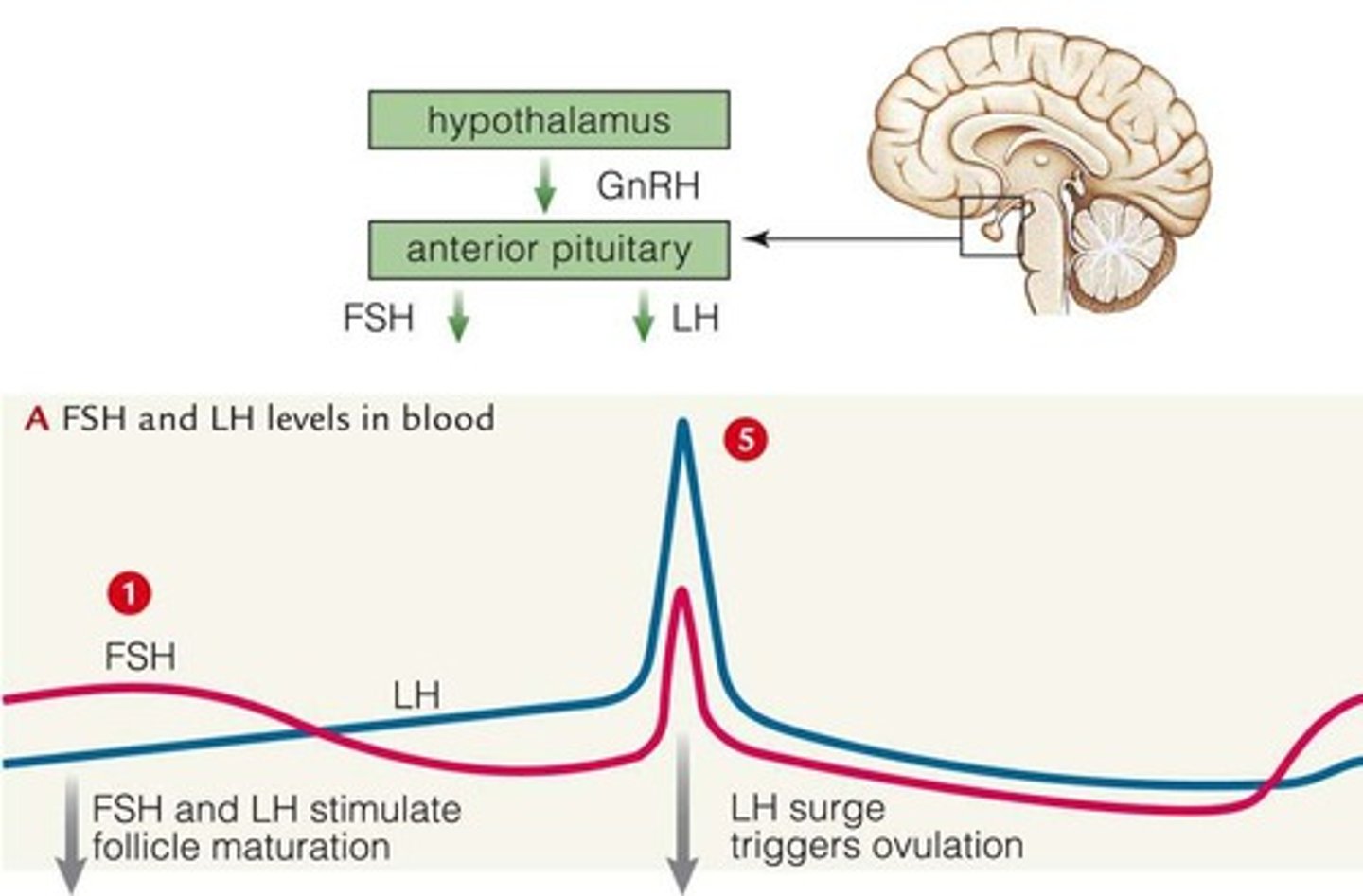 <p>Hormone stimulating FSH and LH secretion.</p>