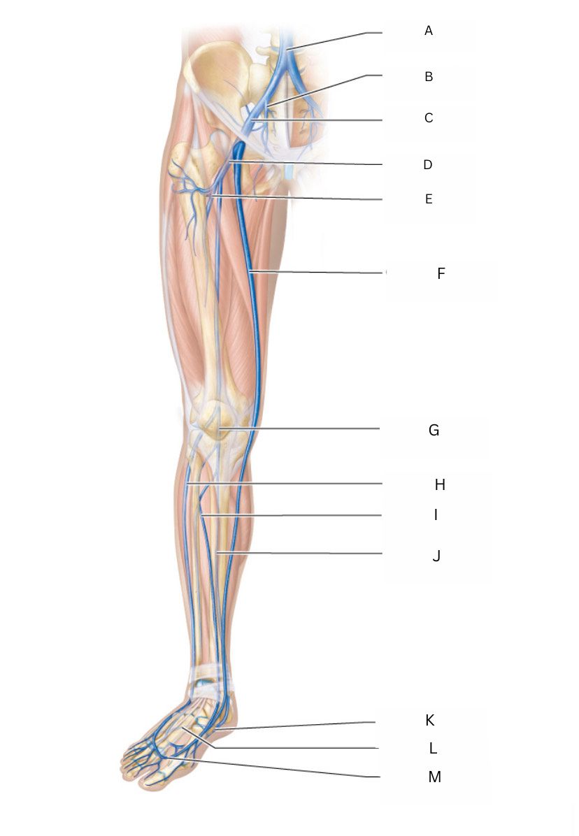 <p>(veins of lower limbs) what letter is G</p>