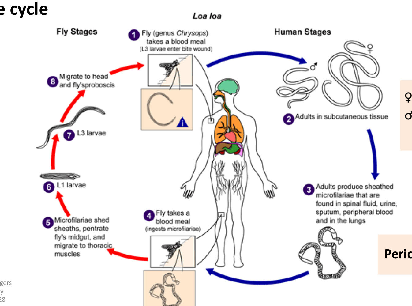 <ol><li><p>fly (genus <strong>chrysops</strong>) takes a blood meal (L3 larvae enter bite wound)</p></li><li><p>adults in subcutaneous tissue</p></li><li><p>adults produce sheathed microfilariae that are found in spinal fluid, urine, sputum, peripheral blood and in the lungs.</p></li><li><p>fly takes a blood meal (ingests microfilariae)</p></li><li><p>microfilariae shed sheaths, penetrate fly’s midgut, and migrate to thoracic muscles</p></li><li><p>L1 larvae</p></li><li><p>L3 larvae</p></li><li><p>migrate to head and fly’s sproboscis</p></li></ol><p></p>