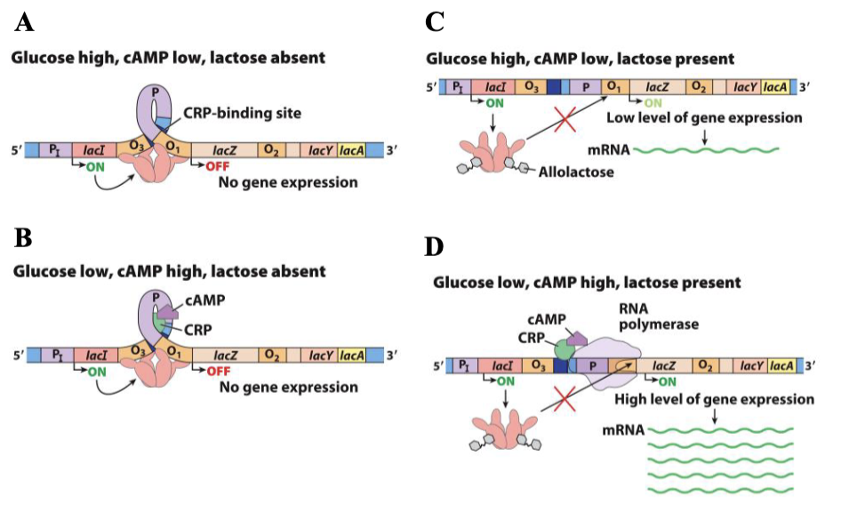 <p>no gene expression</p>