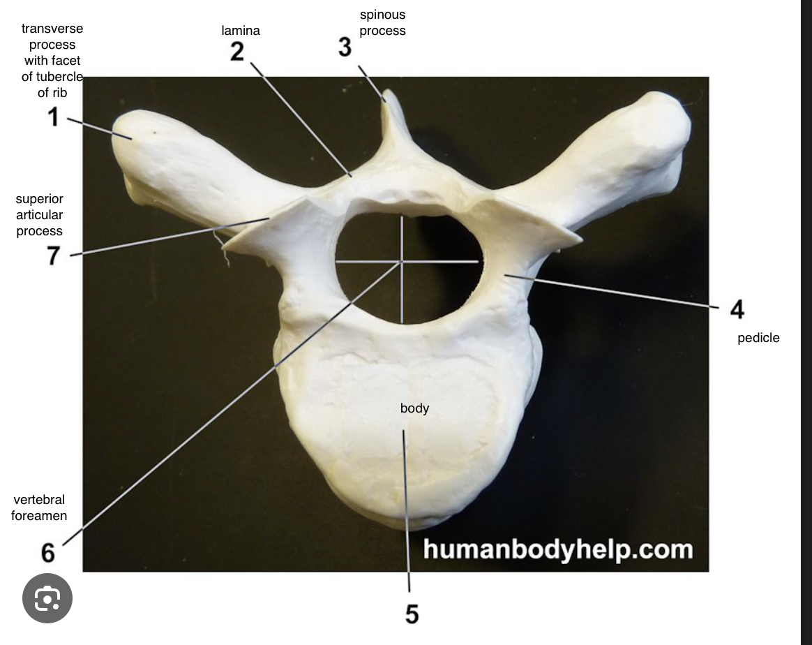 <p>Thoracic Vertebra </p>