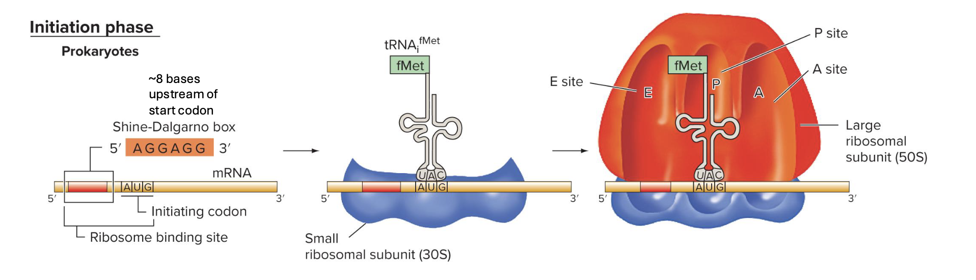 <p>Sine-Dalgarno sequence/box (on mRNA) is recognized by complementary sequences of 16 rRNA of the 30S subunit</p><p></p><p>fMet-tRNA is positioned in P site, complementary to AUG start codon on mRNA</p><p>large subunit binds</p><p>note: not all prokaryotes have same ribosome binding site recognition sequence as e. coli but many have sequences similar to it (have lots of purines (A and G))</p>