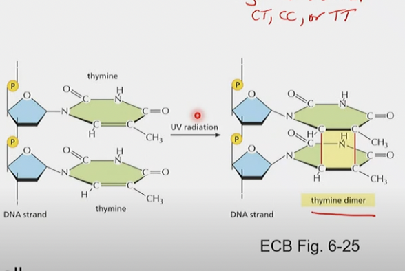 * oxidation
* radiation
  * Can cause Pyrimidine dimer (CT, CC, or TT) where two bases bind to each other
* heat
* chemicals
* as well as other cell stressors