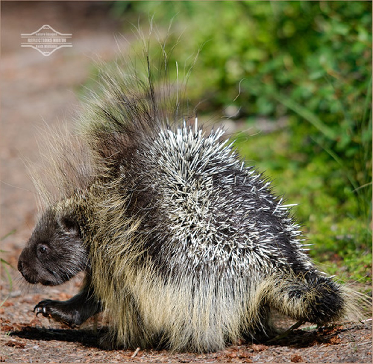<p>North American Porcupine</p>